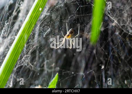 Meshweaver de la famille Dictynidae prêtant une mouche à long pattes de la famille des Dolichopodidae. Banque D'Images