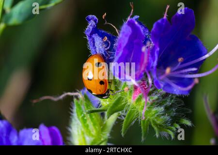 Coccinelle assise sur la fleur bleue. Coccinella septempunctata. coccinelle à sept points. Banque D'Images