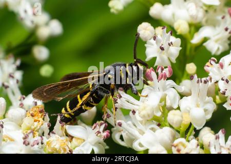 Paranthrene tabaniformis sur les fleurs plus âgées gros plan. Dans l'environnement naturel, près de la forêt en été. Banque D'Images