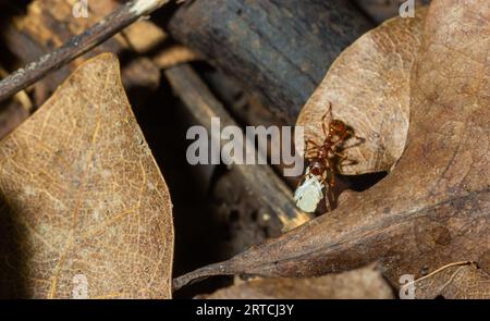 Myrmica ruginodis transportant une grande larve. Un fourmi rouge déplaçant un grub en sécurité dans un nid perturbé. Banque D'Images