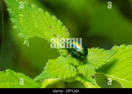 Le coléoptère Chrysolina fastuosa présente des photos en gros plan sur les feuilles vertes. Banque D'Images