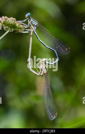 Un mâle à pattes blanches, damselfly ou bleues, assis sur une tige d'herbe sèche, en gros plan. Genre espèce Platycnemis pennipes. Banque D'Images