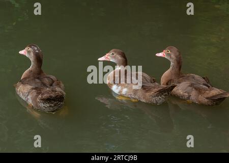 Le canard à tête dure, Aythya australisis un canard de plongée brun chocolat avec une bosse blanche et de grands panneaux blancs dans les ailes et le mâle a des yeux blancs pendant Banque D'Images