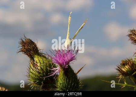 Femelle européenne Grand chou blanc papillon Pieris brassicae se nourrissant d'une fleur de chardon. Banque D'Images