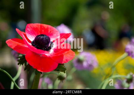 Bourgeon de fleur de coquelicot fleurissant dans le jardin Banque D'Images