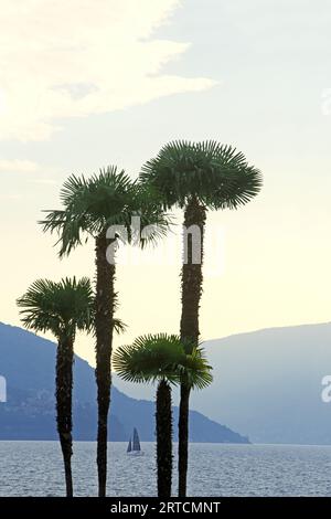 Vue sur le lac majeur depuis la promenade du lac à Ascona, Tessin, Suisse Banque D'Images