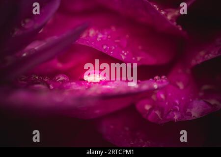 Une macro photographie abstraite gros plan de perles de gouttelettes d'eau sur un délicat pétale de fleur de dahlia rose avec la lumière naturelle représentant la fraîcheur et Banque D'Images