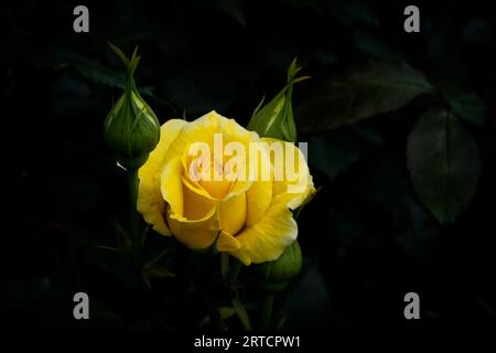 Gros plan pétales de rose jaune dans le jardin Banque D'Images