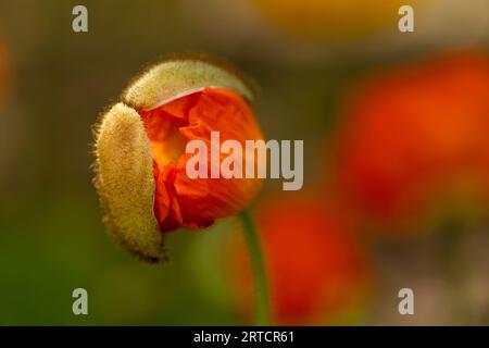 Bourgeon de fleur de coquelicot rouge fleurissant Banque D'Images