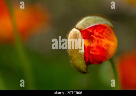 Bourgeon de fleur de coquelicot rouge fleurissant Banque D'Images