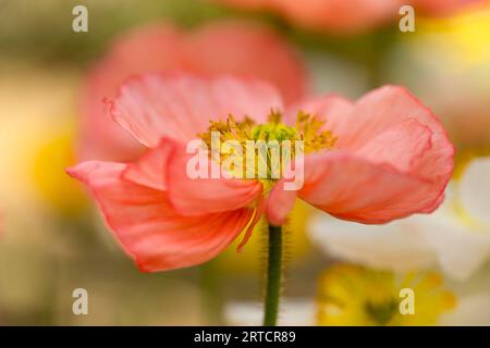 Bourgeon de fleur de coquelicot fleurissant dans le jardin Banque D'Images