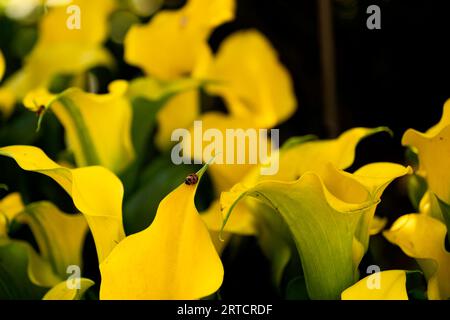 Gros plan jaune calla lys avec coccinelle Banque D'Images