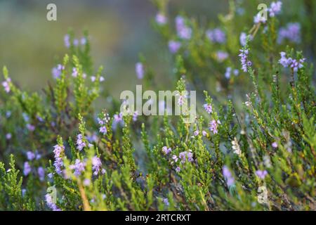 Gros plan de bruyère pourpre (Calluna vulgaris) dans la nature Banque D'Images