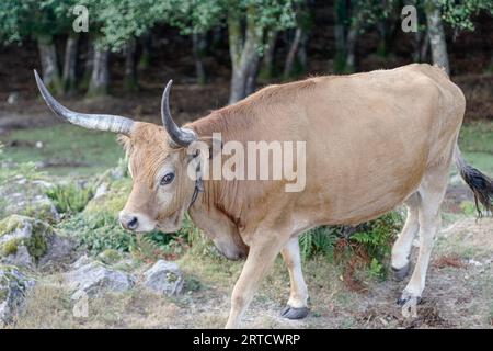 Vache à pain pure semi sauvage de montagne de Hogh du parc national de Peneda Geres, au nord du Portugal Banque D'Images