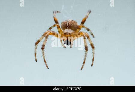 Araignée de jardin européenne ou araignée orbweaver croisée, Arnside, Milnthorpe, Cumbria, Royaume-Uni Banque D'Images