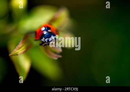 Coccinelle rampe sur une feuille verte Banque D'Images