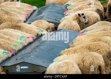 Mouton mulet dans une mangeoire, Dunsop Bridge, Lancashire, Royaume-Uni. Banque D'Images