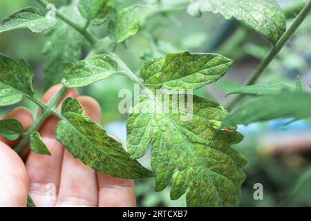 Culture des tomates, soins, traitement des maladies des plantes Banque D'Images