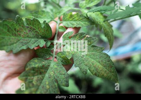 Culture des tomates, soins, traitement des maladies des plantes Banque D'Images