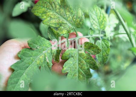 Culture des tomates, soins, traitement des maladies des plantes Banque D'Images