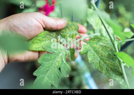 Culture des tomates, soins, traitement des maladies des plantes Banque D'Images