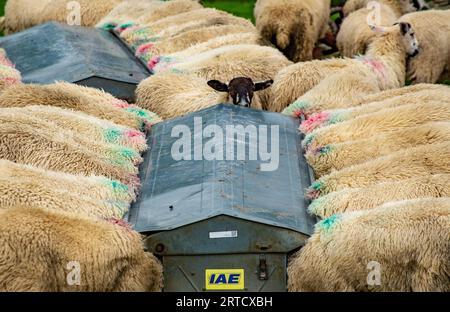 Mouton mulet dans une mangeoire, Dunsop Bridge, Lancashire, Royaume-Uni. Banque D'Images