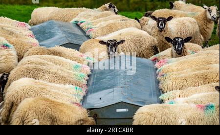 Mouton mulet dans une mangeoire, Dunsop Bridge, Lancashire, Royaume-Uni. Banque D'Images