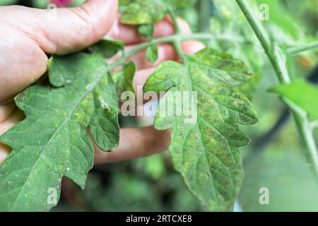 Culture des tomates, soins, traitement des maladies des plantes Banque D'Images