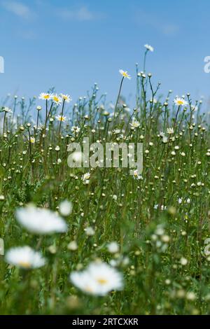 Prairie d'Oxeye Daisies, Leucanthemum vulgare croissant dans Un champ sur un Sunny Day, Angleterre Royaume-Uni Banque D'Images