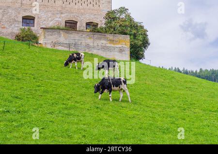 Trois vaches sont en train de paître dans le champ de meransen dans le tyrol du Sud en italie Banque D'Images