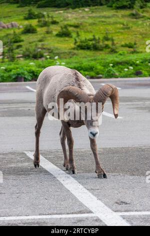 Mouflons, Ovis canadensis, au centre des visiteurs à Logan Pass dans le Parc National de Glacier dans le Montana. Banque D'Images
