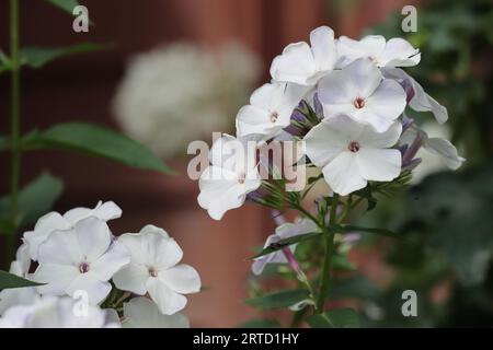 Gros plan de fleurs blanches de phlox panniculata dans un lit de jardin Banque D'Images