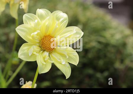 Gros plan d'un beau dahlia jaune ruffé, variété oiseau jaune, espace copie Banque D'Images