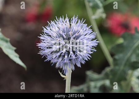 Gros plan d'une fleur bleue de bannaticus d'Echinops sur un fond flou Banque D'Images