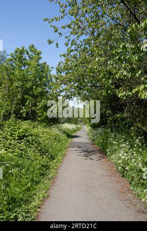 Ancien tramway maintenant sentier pédestre et réserve naturelle reliant Bamber Bridge à la rivière Ribble à Preston Lancashire Angleterre Banque D'Images