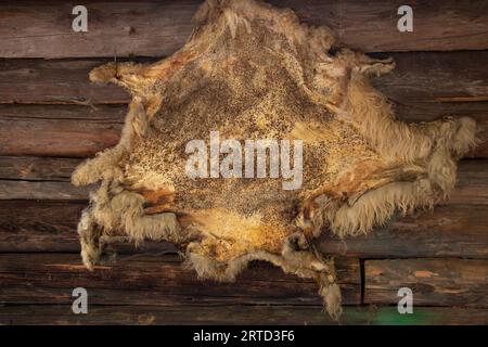 La peau d'un animal en arrière-plan pèse sur une maison en bois dans le village en gros plan, la peau est sombre à l'envers, une maison de chasse Banque D'Images