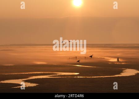 Scène tranquille à la réserve naturelle d'Elmley au coucher du soleil, île de Sheppey, Kent, Angleterre Banque D'Images