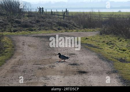 Canard marchant sur le chemin, réserve naturelle d'Elmley, île de Sheppey, Kent, Angleterre Banque D'Images
