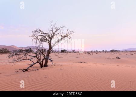 Dunes de sable et des arbres morts dans un désert de Namibie, le Parc National Namib Naukluft, Namibie Banque D'Images
