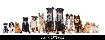 Groupe de chiens in front of white background Banque D'Images