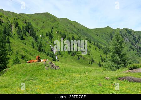 Paysage de montagne près de Kaprun avec un troupeau de vaches au premier plan Banque D'Images