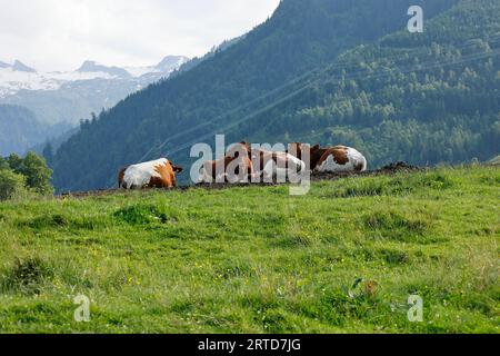 Paysage de montagne près de Kaprun avec un troupeau de vaches au premier plan Banque D'Images