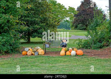 Un épouvantail assis sur un banc avec des courges citrouilles écrasent et finissent des tournesols avec de vieux arrosoirs en métal pour un affichage d'automne à l'extérieur Banque D'Images