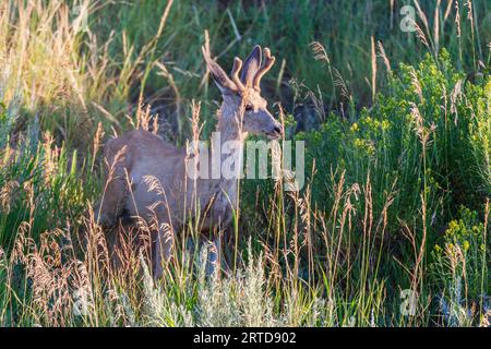 Le cerf mulet, Odocoileus hemionus, tôt le matin, la lumière dans Devil's Tower National Monument dans le Wyoming. Banque D'Images