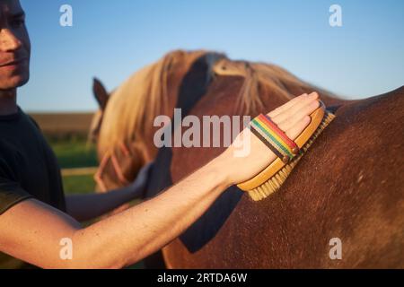 Homme pendant le toilettage du cheval sur la journée ensoleillée d'été. Gros plan de la main tout en brossant le dos de la jument brune. Banque D'Images