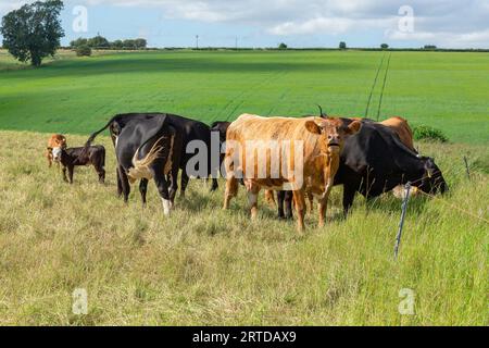 Vaches avec jeunes veaux en été avec une vache montrant alarme et moo-ing. Face à l'avant dans une prairie luxuriante divisée par une clôture électrique. Espace pour Banque D'Images