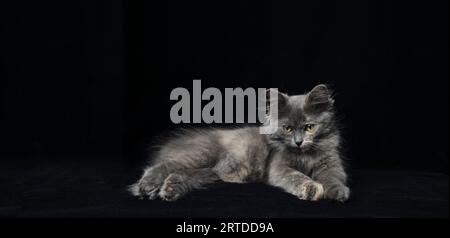 Jeune chaton gris avec de beaux yeux fond noir Banque D'Images