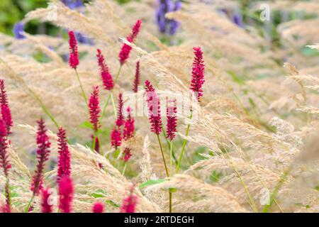 herbe riche et légère avec des fleurs rouges dans un jardin rural sauvage Banque D'Images