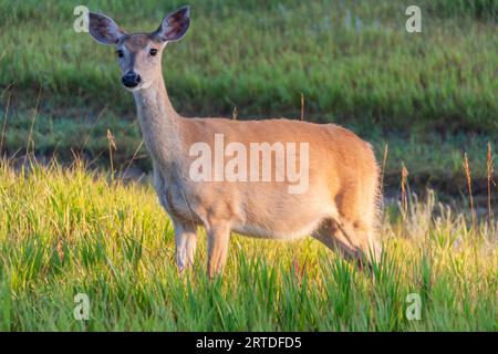 Cerf à queue blanche, Odocoileus virginianus, dans la lumière du matin au monument national de Devil's Tower dans le Wyoming. Banque D'Images