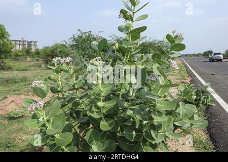 Géant calotropis Indien Wildeflower Wilkweed aussi herabl ou plante médicinale poussant principalement sur le bord de la route et sacré en Inde. AAK ou Akada usine également kn Banque D'Images